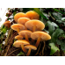 Мицелий Опенка зимнего / Фламмулина бархатистая (Flammulina velutipes) Мицелий Опенка зимнего / Фламмулина бархатистая (Flammulina velutipes)